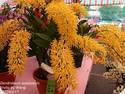 Dendrobium speciosum Golden Rain